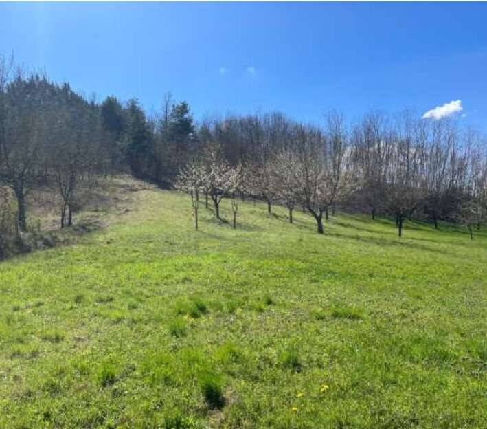 Immagine 10 di Agriturismo in vendita  in Regione Piampodazza 5 a Montechiaro D'acqui