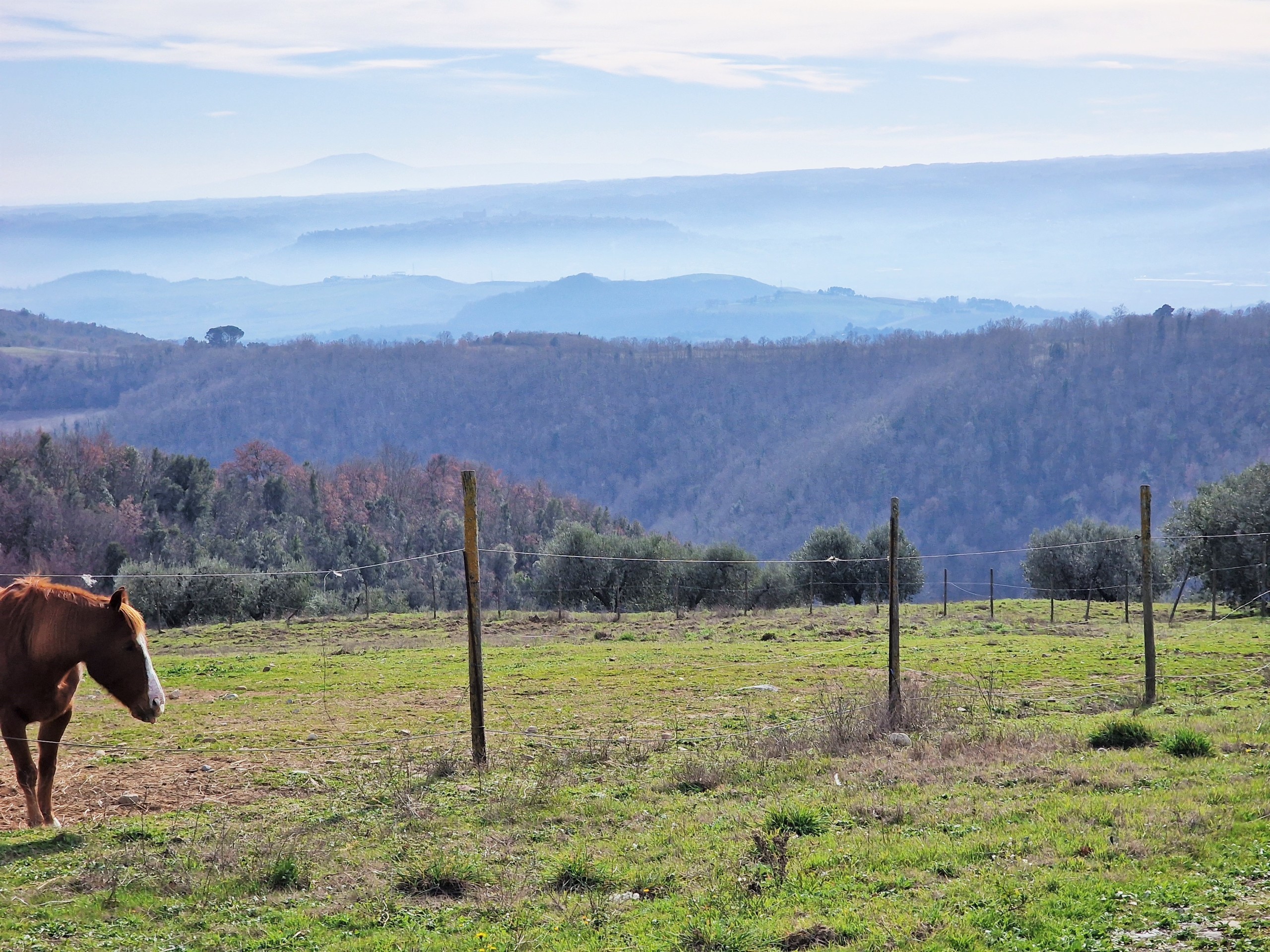 Immagine 77 di Rustico / casale in vendita  in Via del Conventaccio a Ficulle