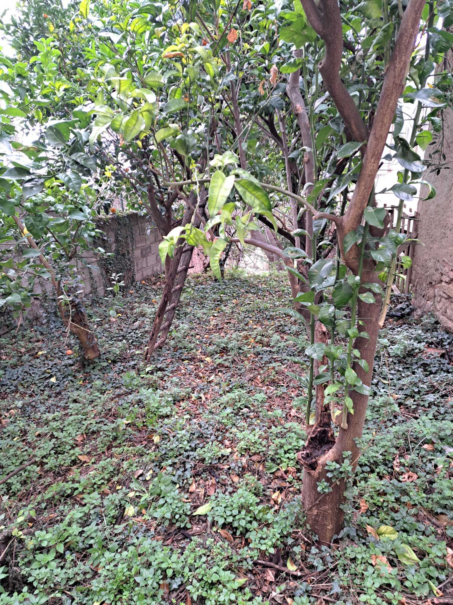 Immagine 18 di Terratetto in vendita  in Vico Municipio 1 a Santa Maria Imbaro