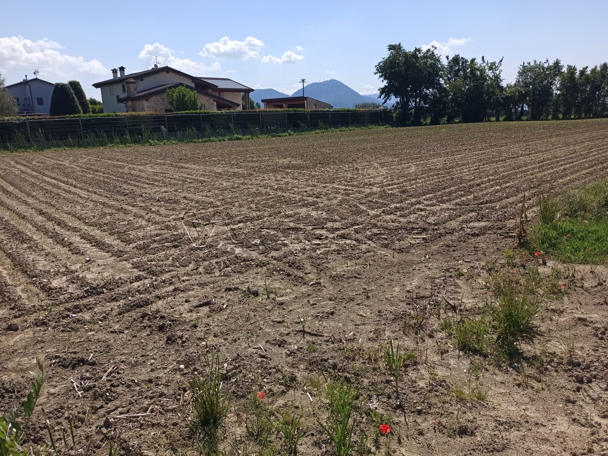 Immagine 4 di Terreno agricolo in vendita  in Via Buse a Barbarano Mossano
