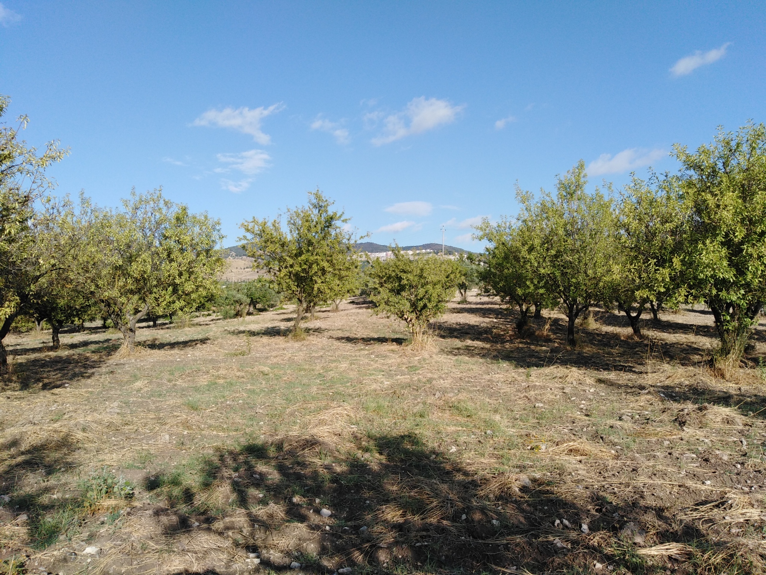 Immagine 9 di Villa in vendita  a Chiaramonte Gulfi