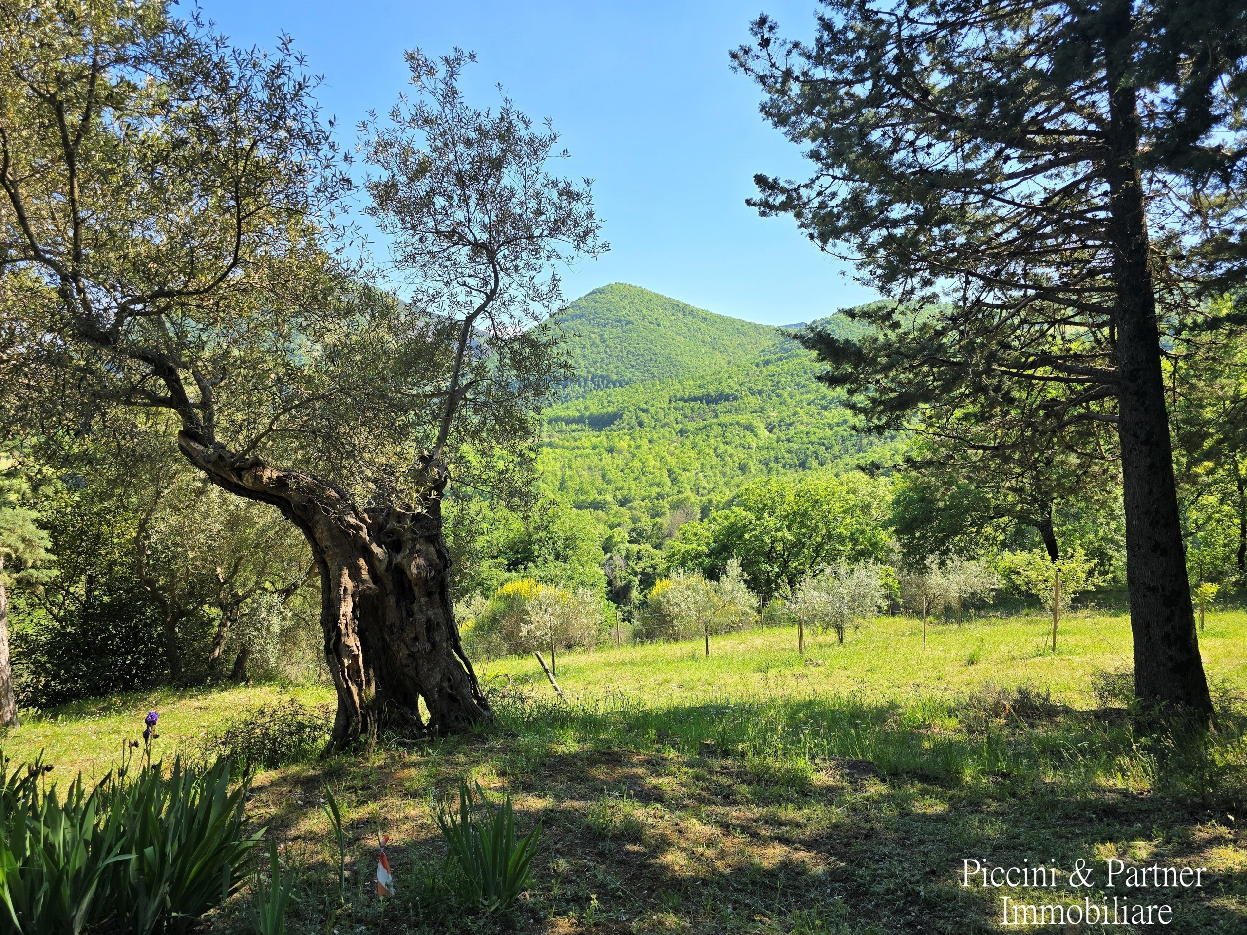 Immagine 6 di Rustico / casale in vendita  in Migianella a Umbertide