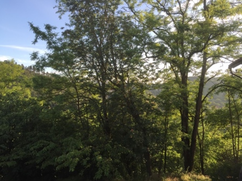 Foto annuncio 32
