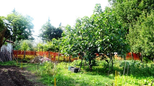 Foto annuncio 4