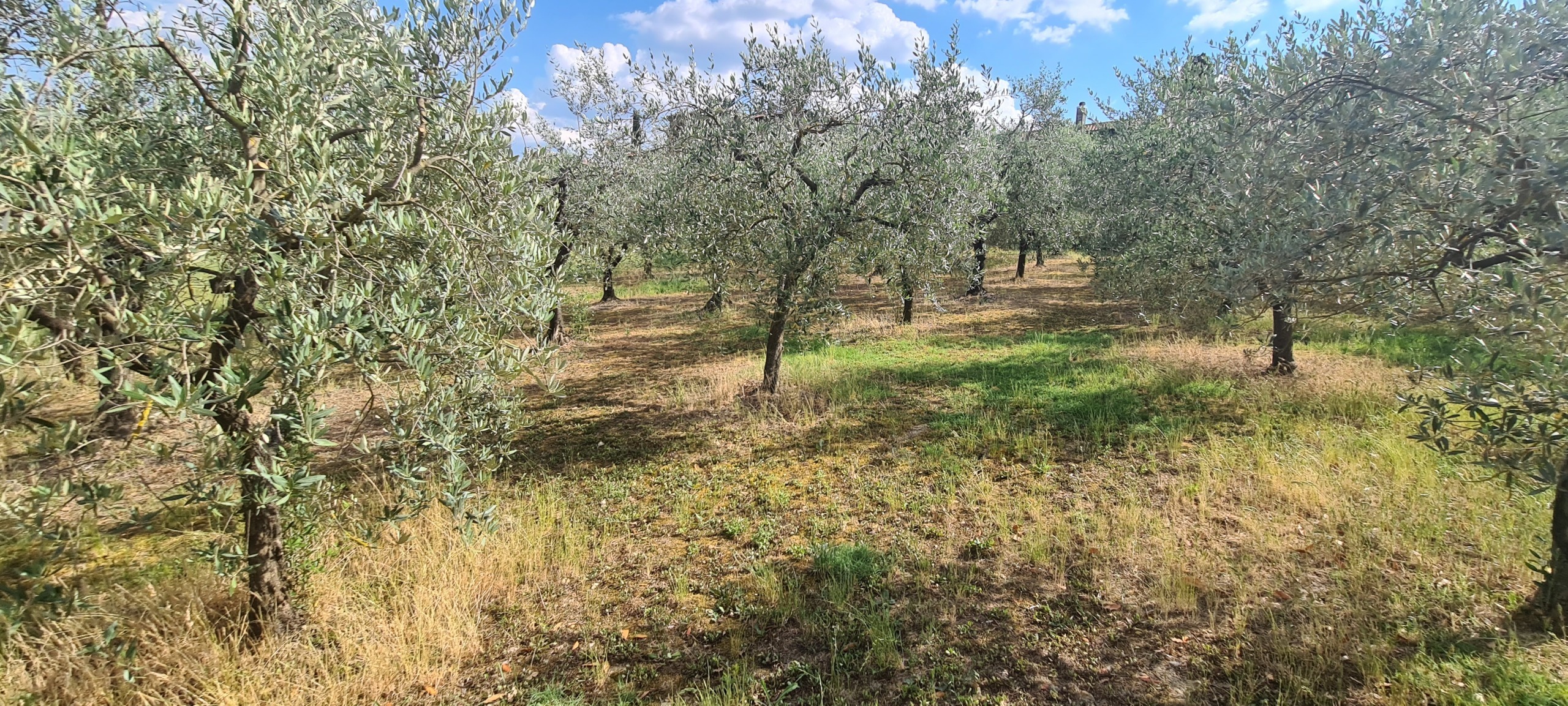 Immagine 12 di Terreno agricolo in vendita  in Via Ascianello a Montepulciano