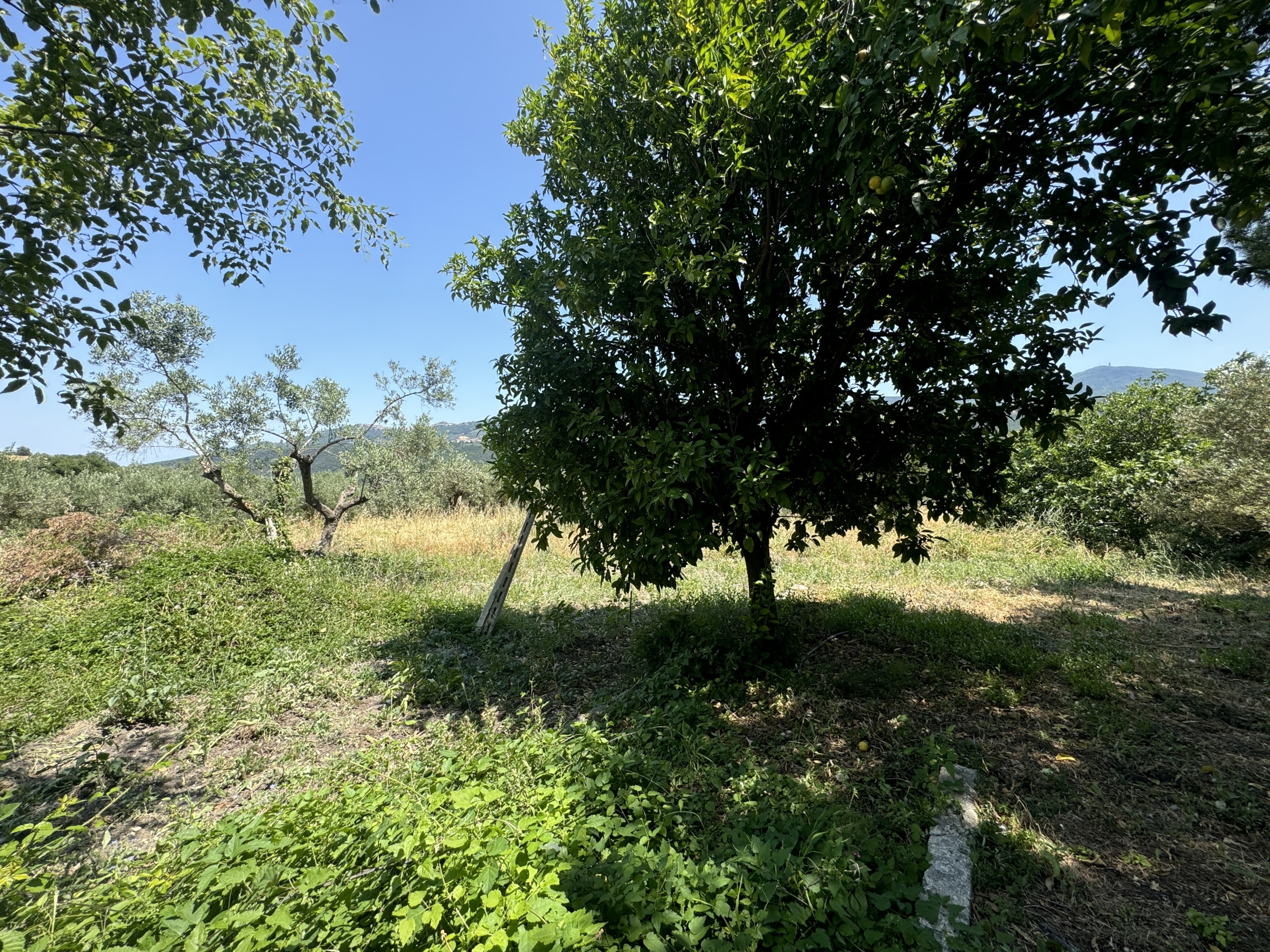 Immagine 46 di Casa semindipendente in vendita  in Roccascalegna a Roccascalegna