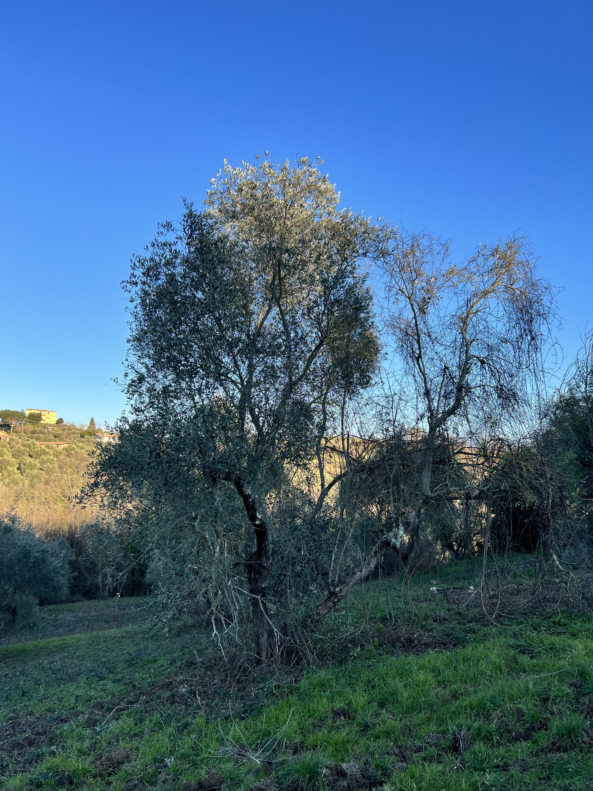 Foto annuncio 8