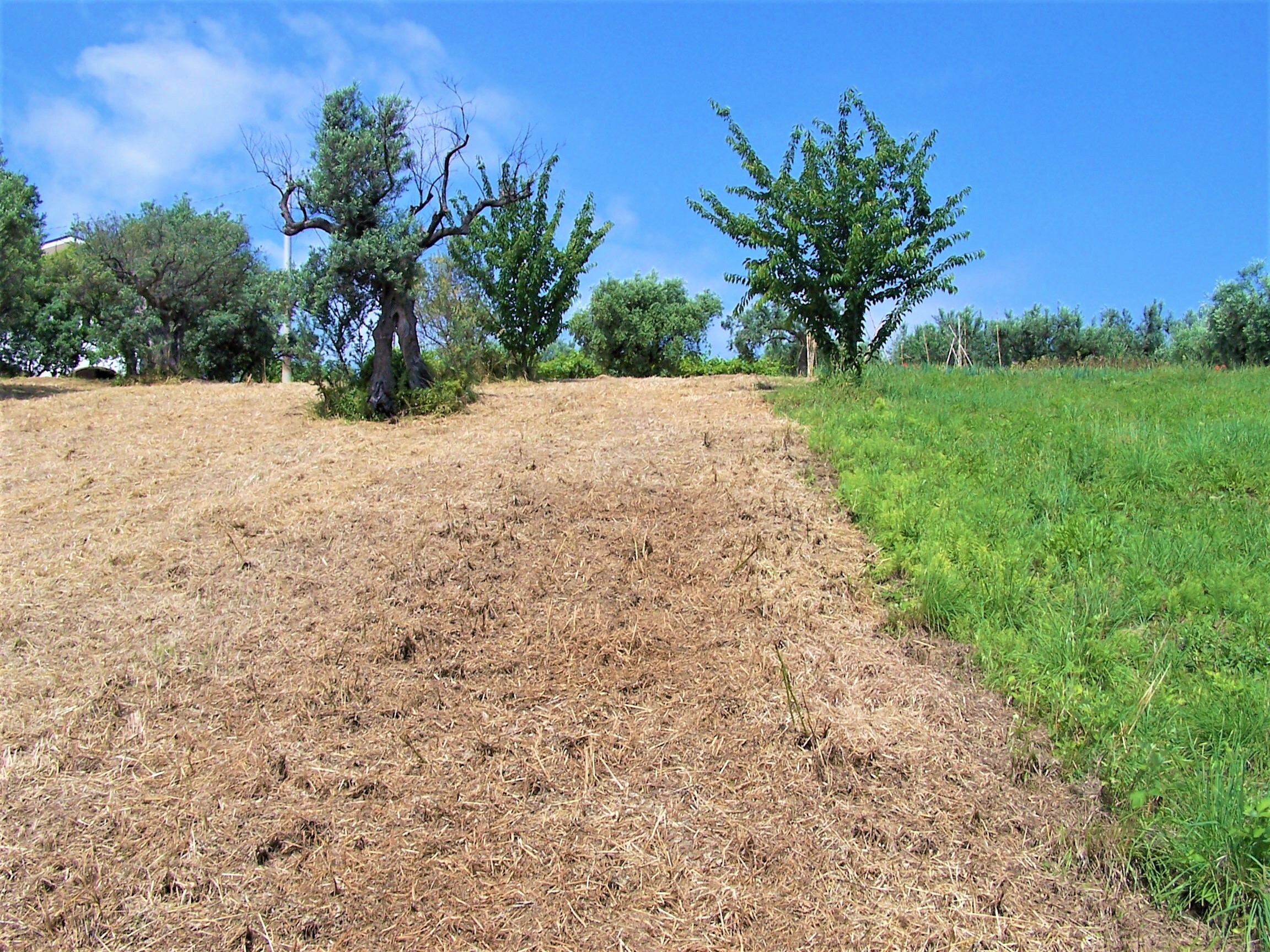 Immagine 7 di Terreno industriale in vendita  in contrada puglianna a Treglio