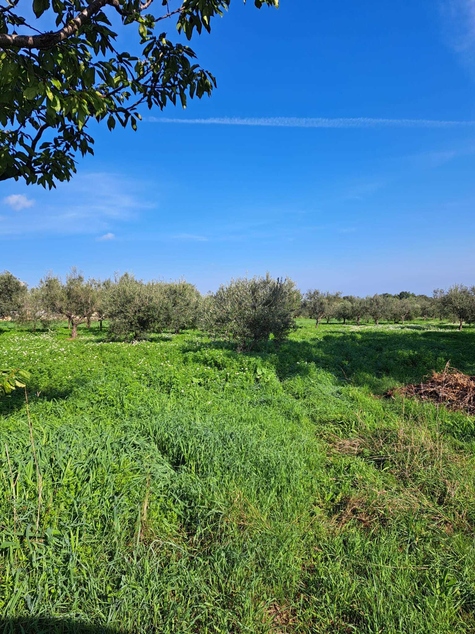 Foto annuncio 6