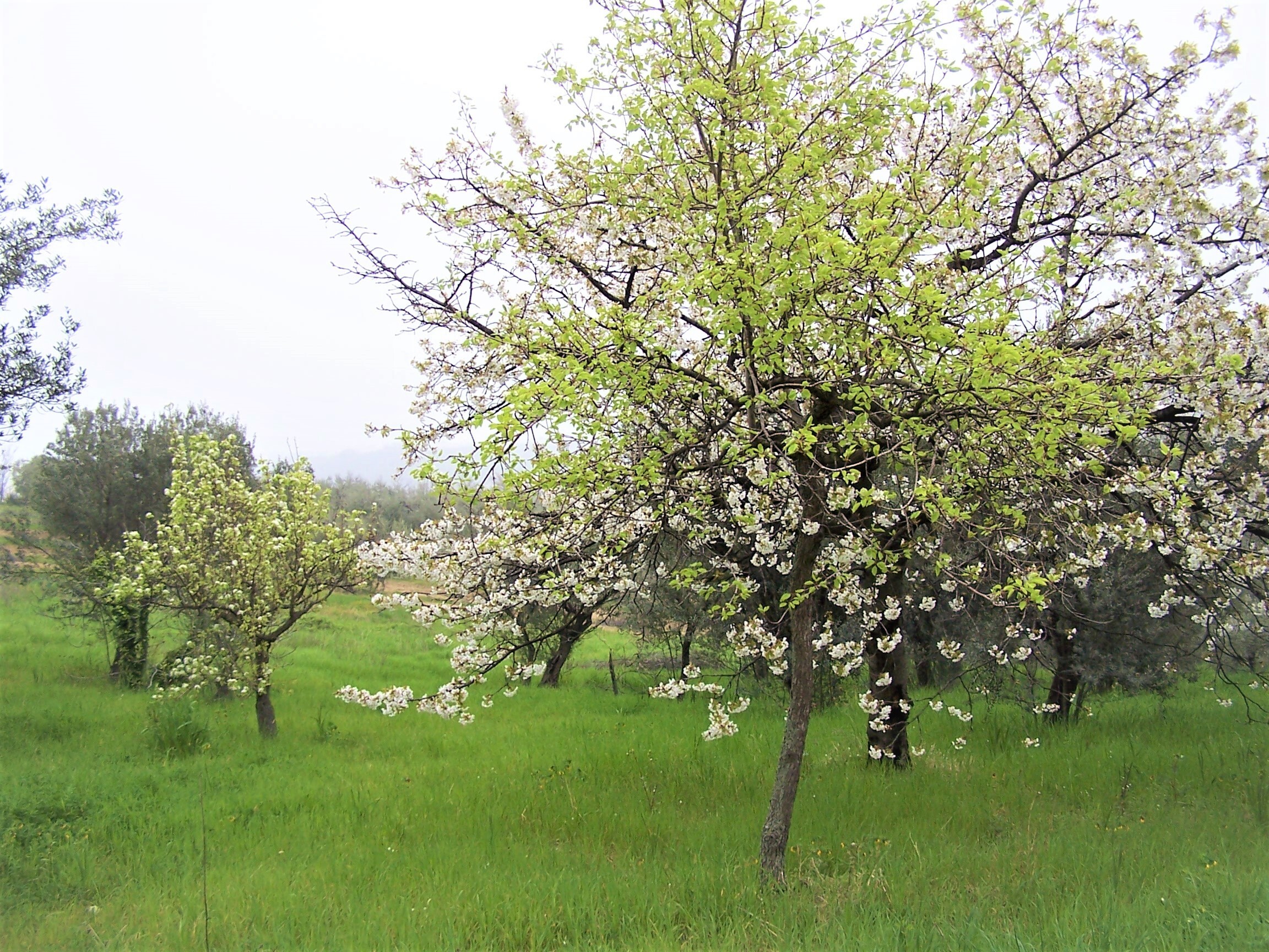 Immagine 4 di Terreno industriale in vendita  in contrada puglianna a Treglio