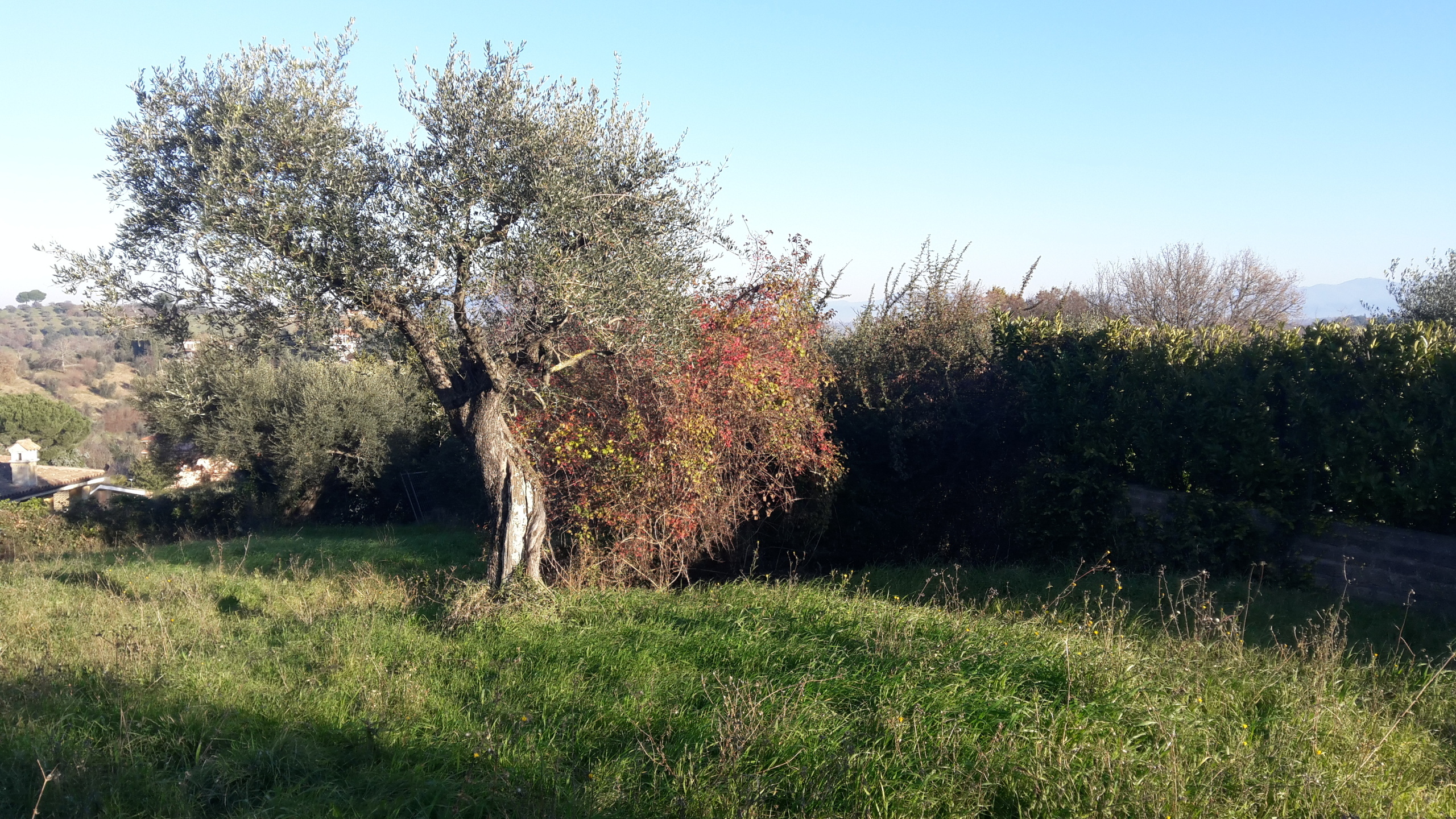 Foto annuncio 6