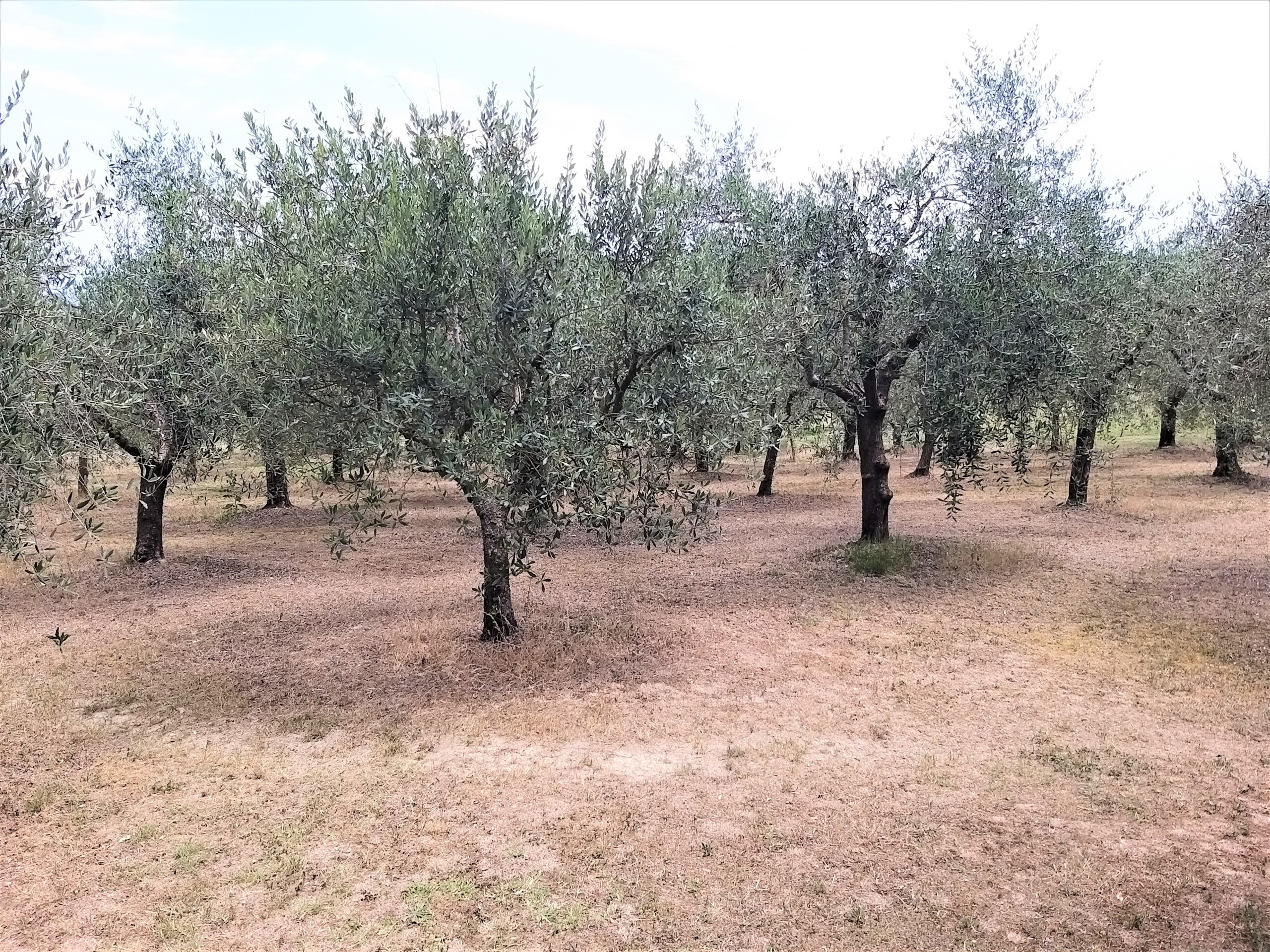 Immagine 18 di Terreno agricolo in vendita  in Via Ascianello a Montepulciano