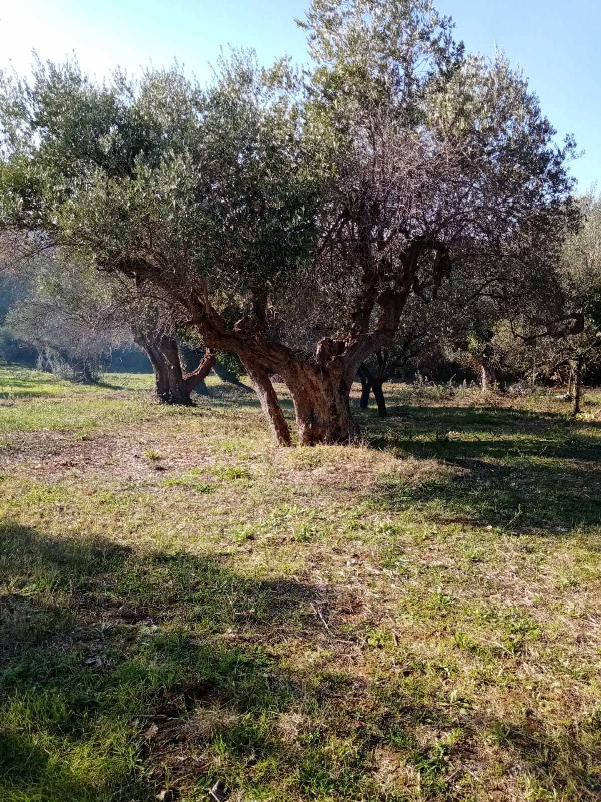 Foto annuncio 2