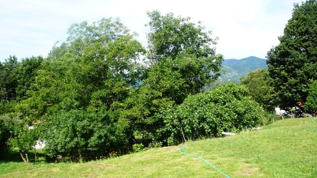 Foto annuncio 10