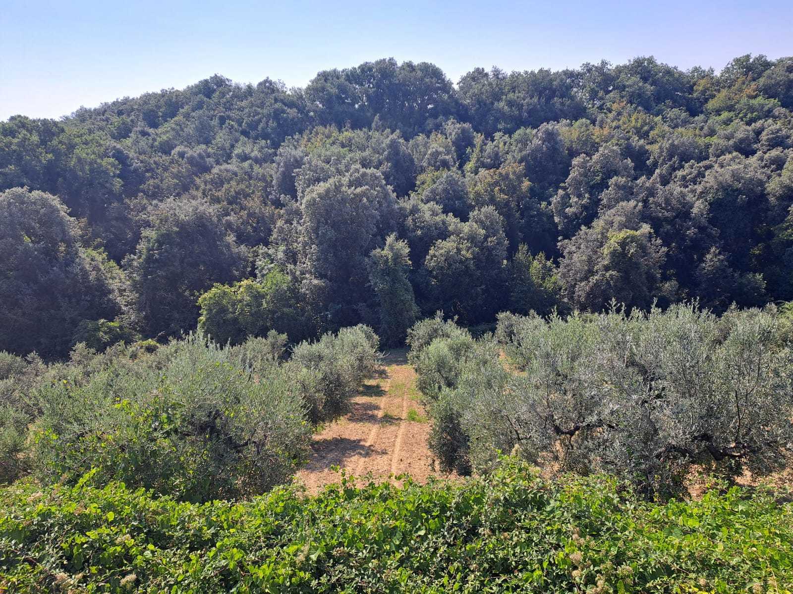 Immagine 20 di Rustico / casale in vendita  in Contrada Acquarelli 2 a Rocca San Giovanni