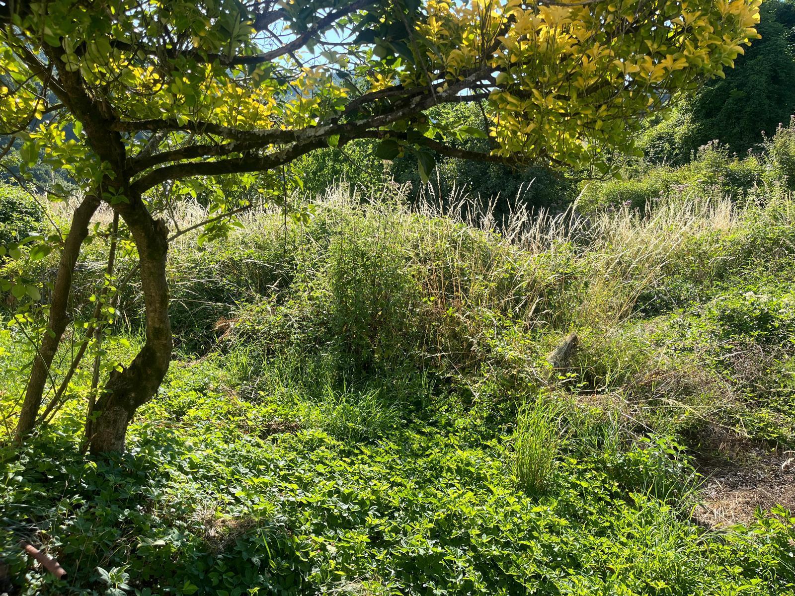 Immagine 2 di Porzione di casa in vendita  in Via IV Novembre 20 a Maissana