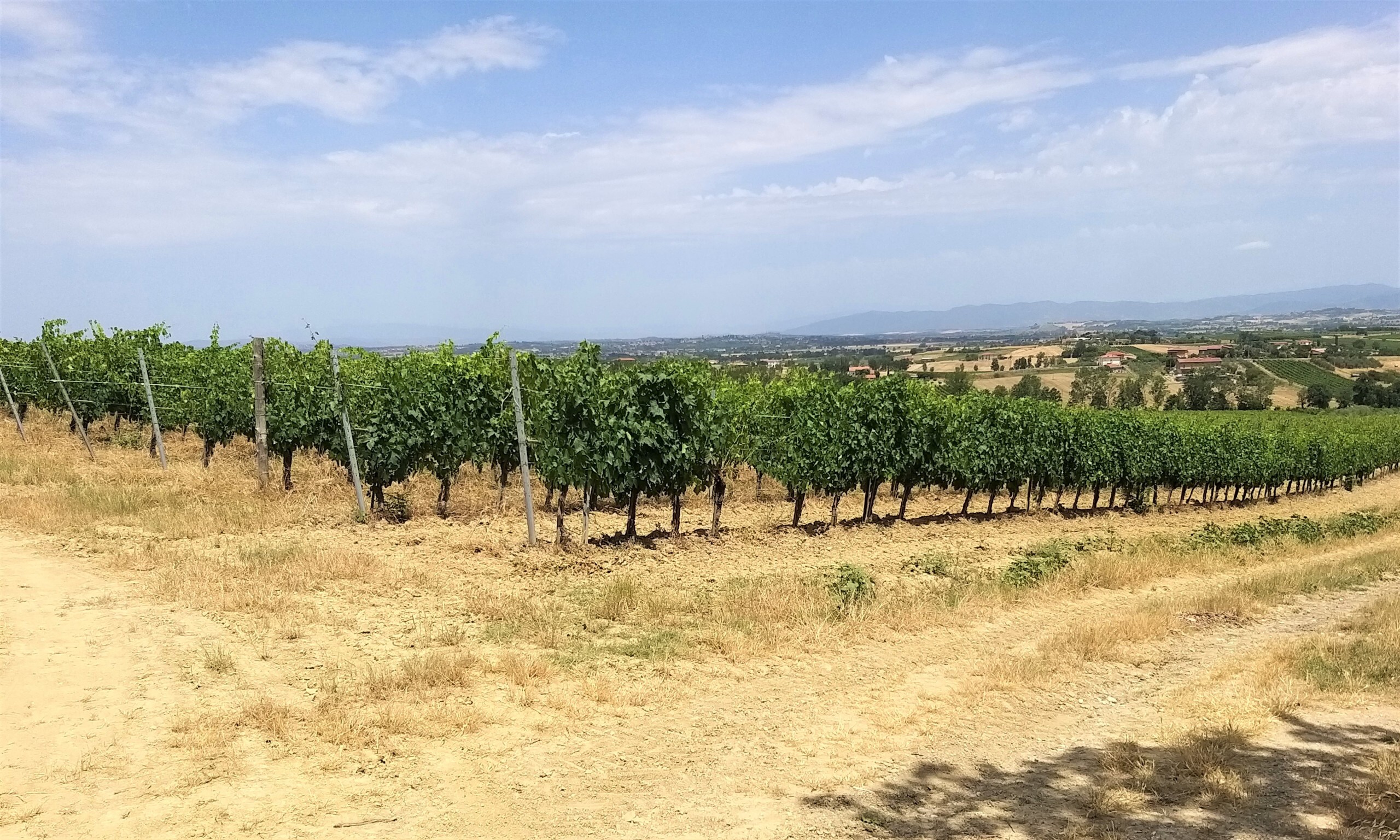 Immagine 17 di Terreno agricolo in vendita  in Via Ascianello a Montepulciano