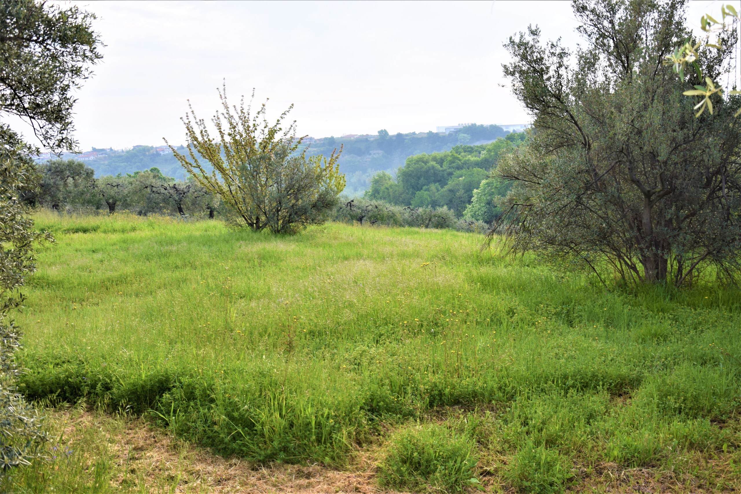 Immagine 8 di Terreno industriale in vendita  in contrada puglianna a Treglio