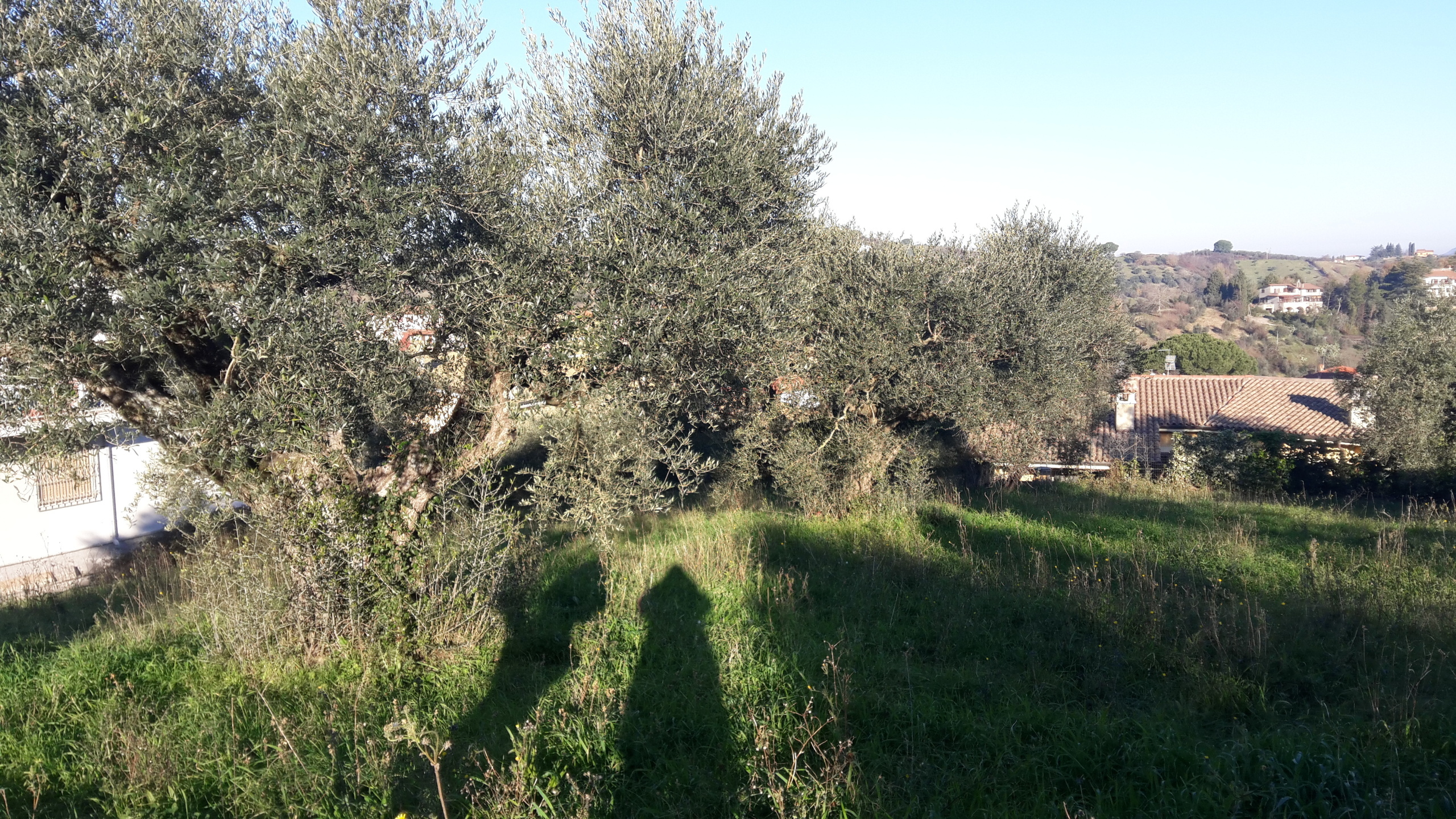 Foto annuncio 4