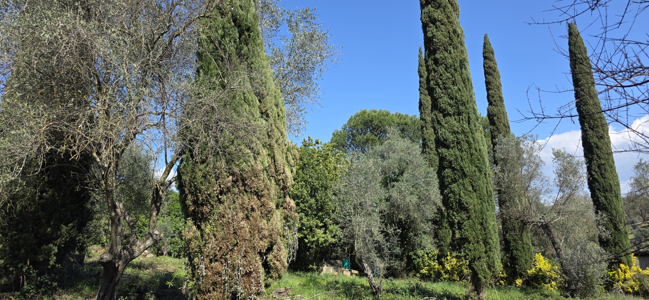 Foto annuncio 7