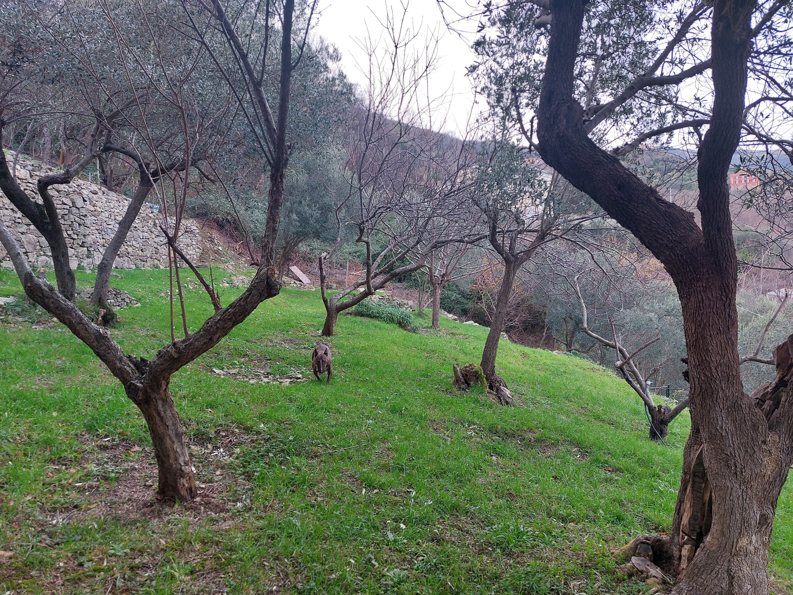 Foto annuncio 36