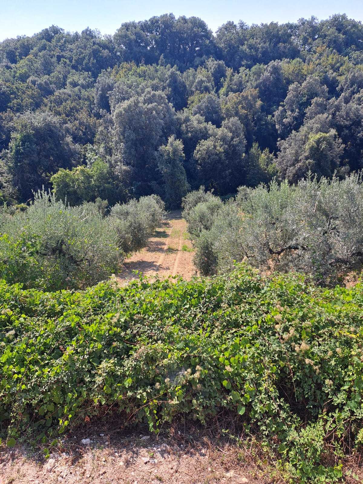 Immagine 19 di Rustico / casale in vendita  in Contrada Acquarelli 2 a Rocca San Giovanni