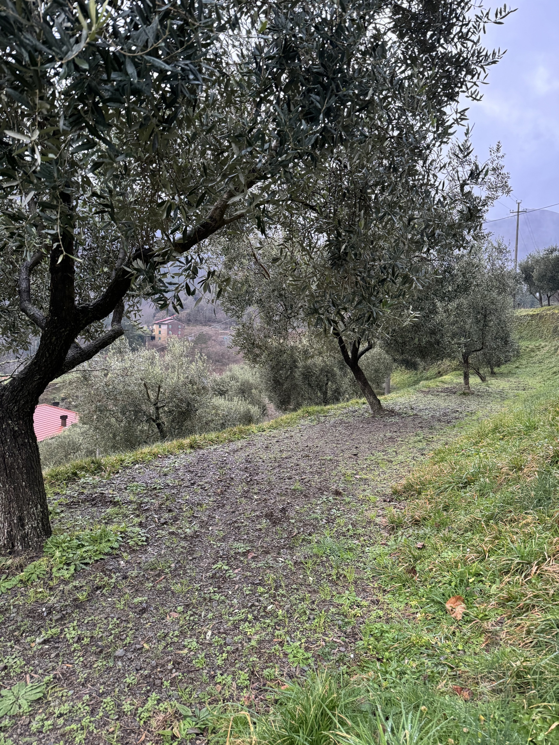 Foto annuncio 7