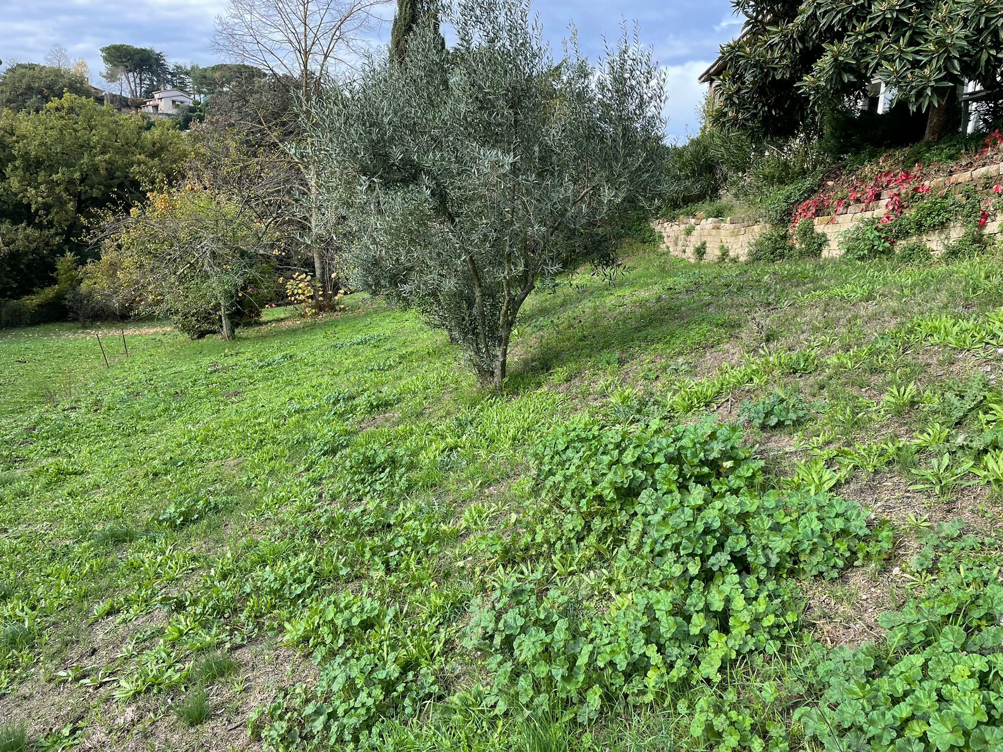 Foto annuncio 5
