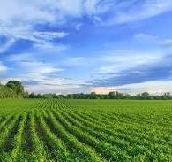 Immagine 1 di Terreno agricolo in vendita  a Pietrasanta