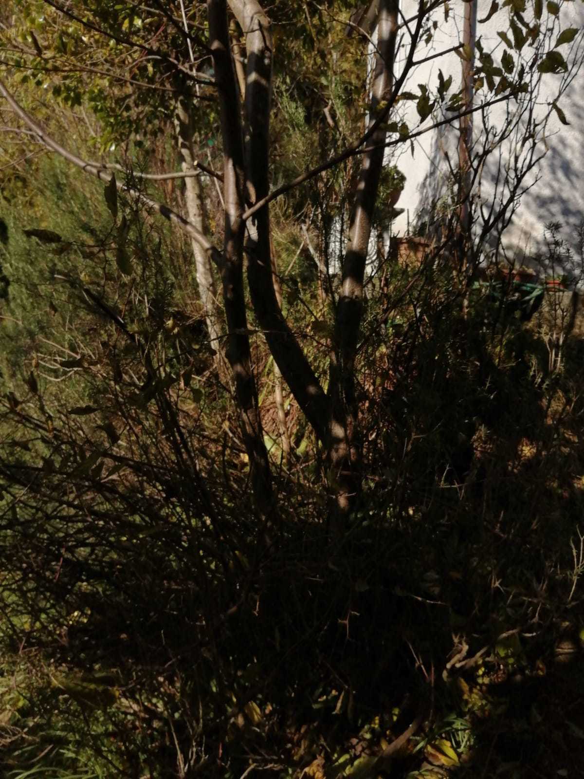 Immagine 29 di Porzione di casa in vendita  a Seravezza