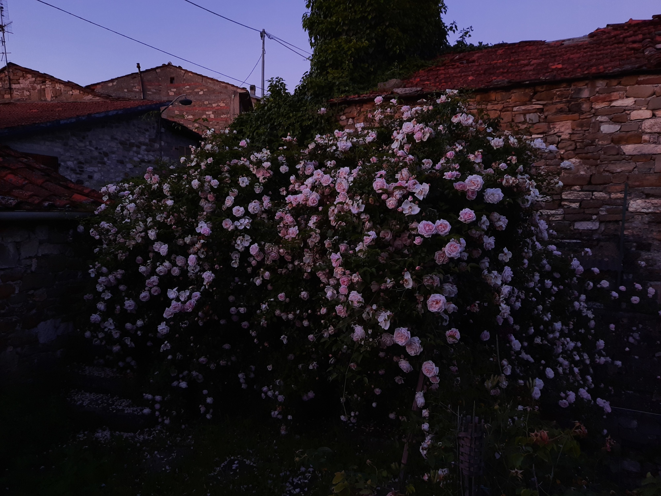 Foto annuncio 53