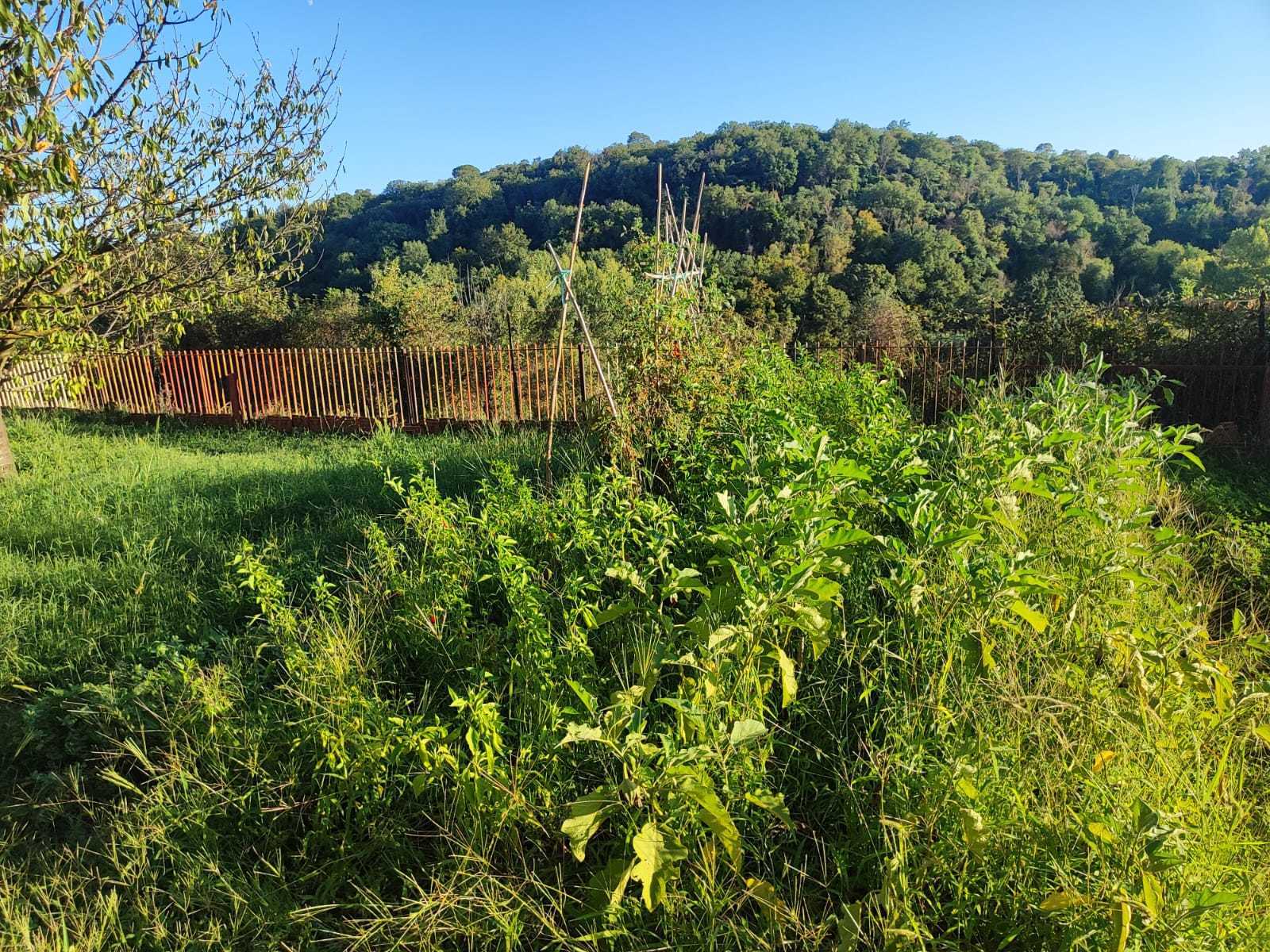 Immagine 8 di Terreno agricolo in vendita  in via caolini a Marcellina