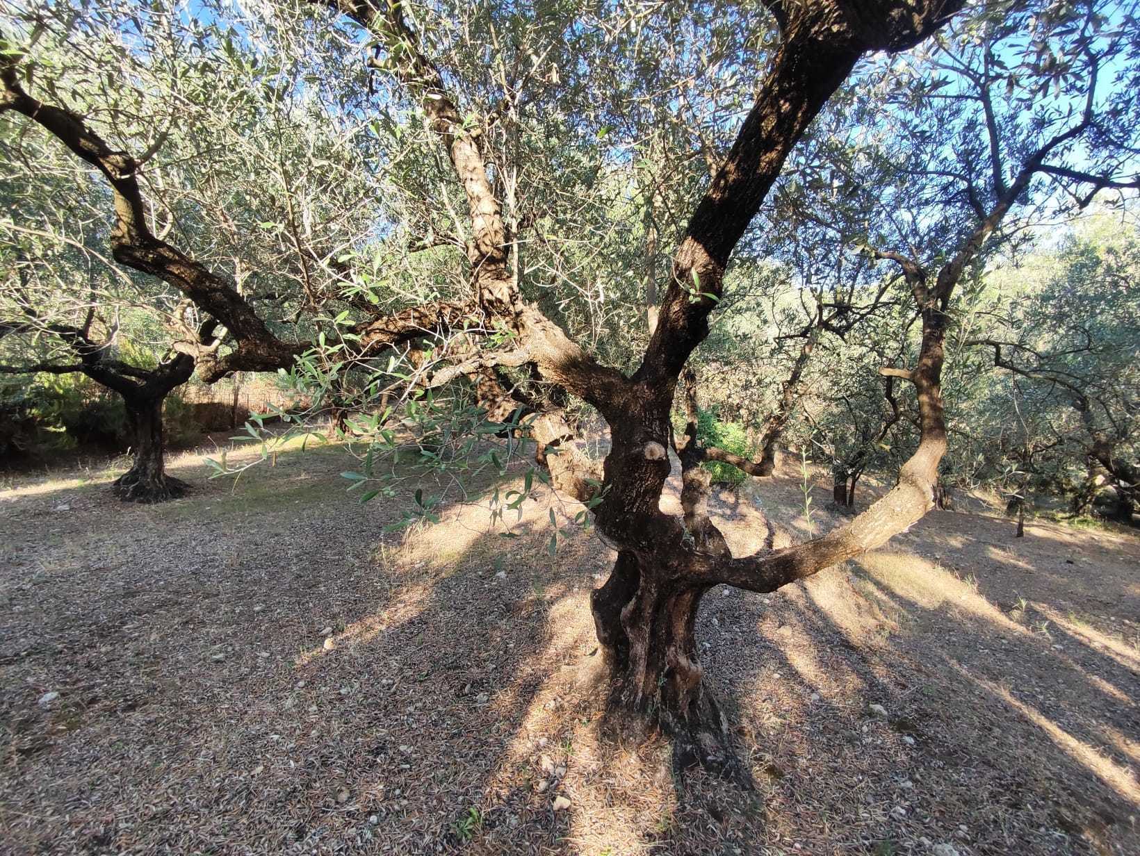 Immagine 24 di Terreno agricolo in vendita  in via caolini a Marcellina