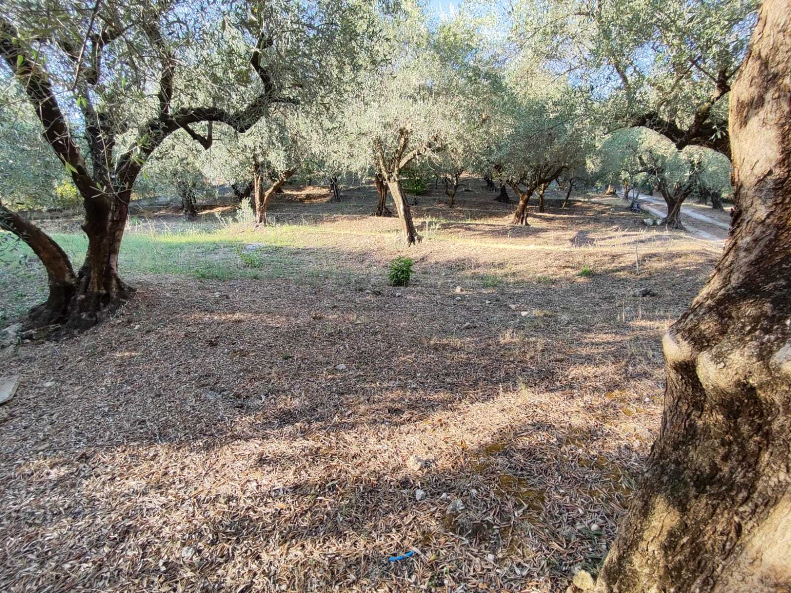 Immagine 7 di Terreno agricolo in vendita  in via caolini a Marcellina
