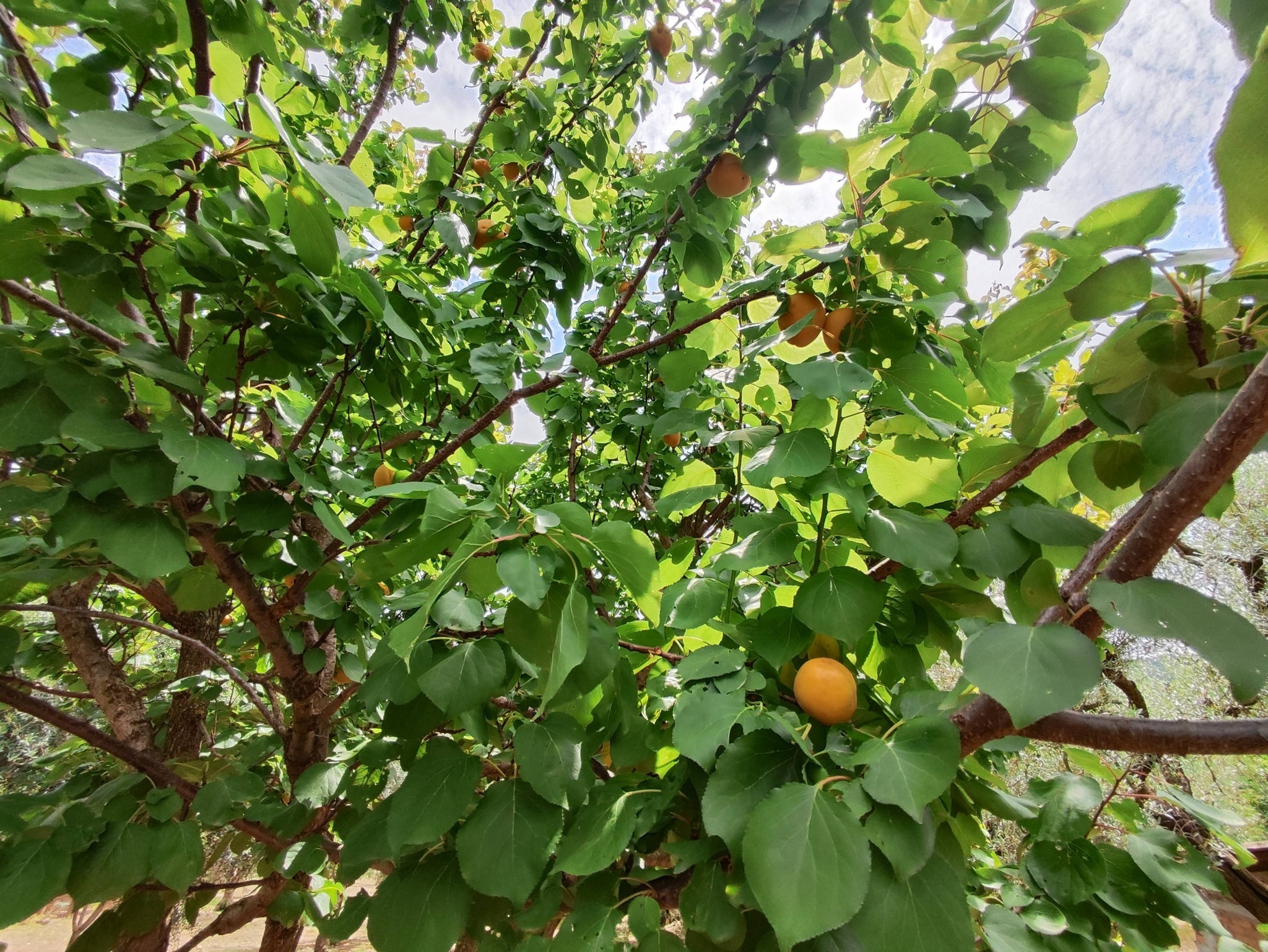Foto annuncio 3