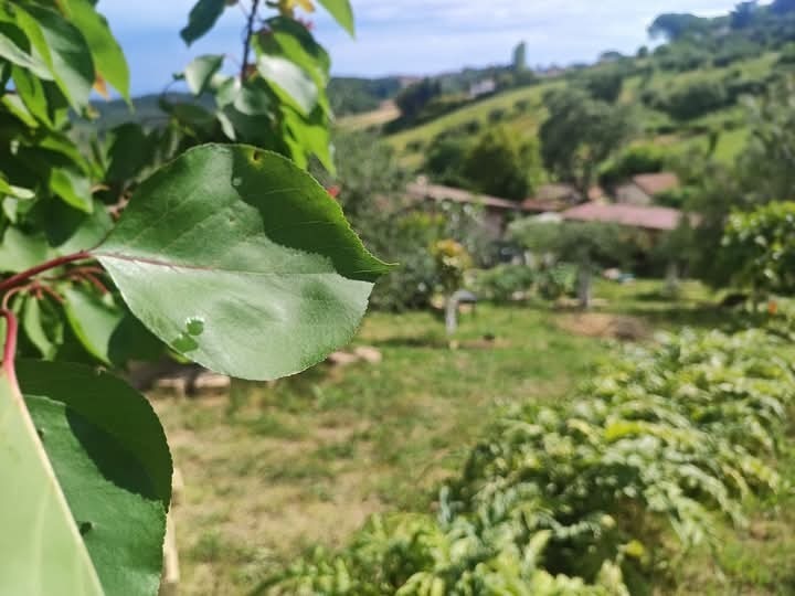 Immagine 1 di Terreno agricolo in vendita  in via monte palombino a Fonte Nuova