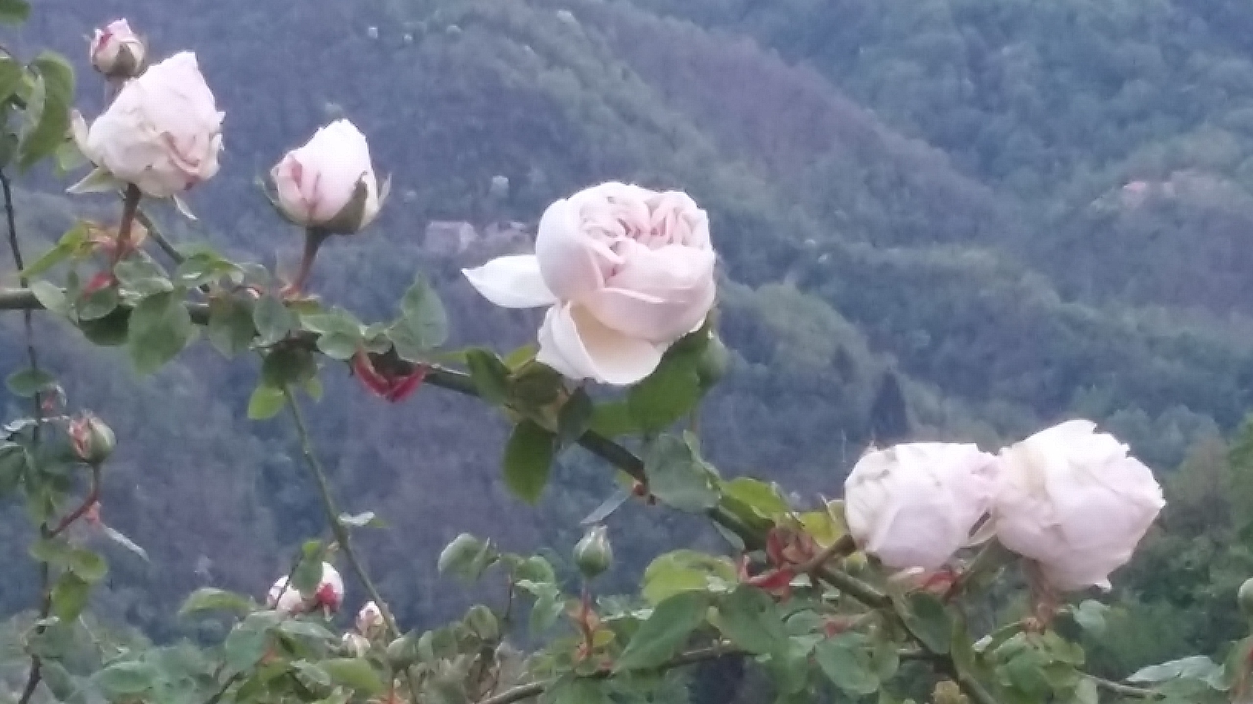 Foto annuncio 59