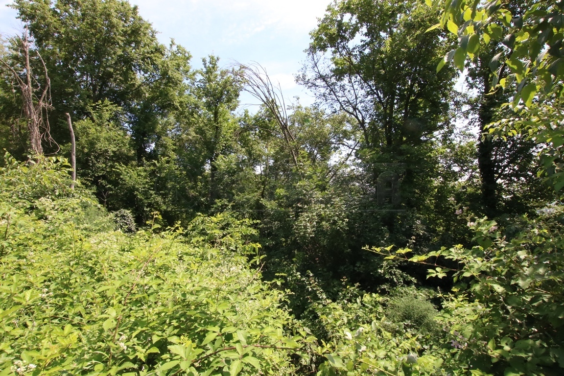 Immagine 10 di Terreno agricolo in vendita  in Via Castellaro a Castegnero