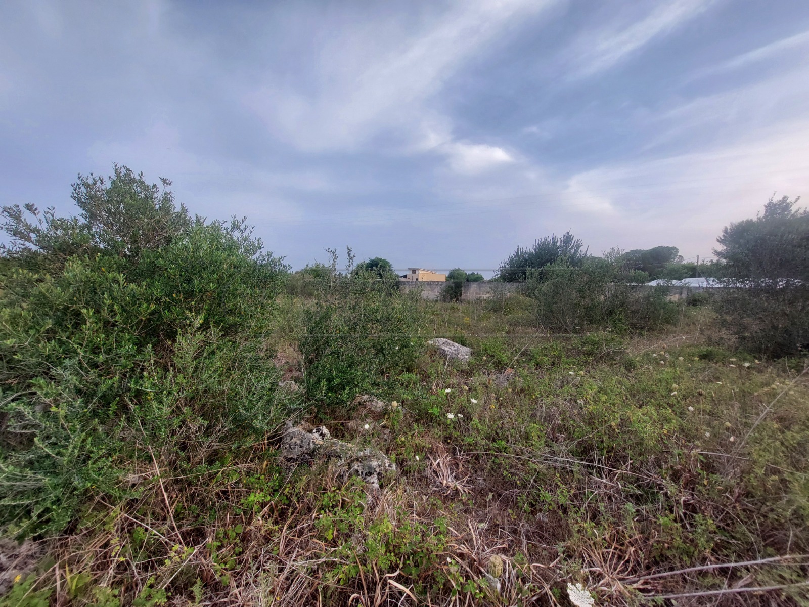 Immagine 5 di Terreno agricolo in vendita  in Contrada Maccallè a Muro Leccese