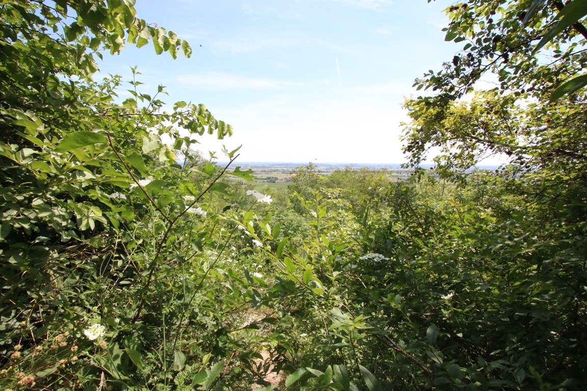 Immagine 6 di Terreno agricolo in vendita  in Via Castellaro a Castegnero
