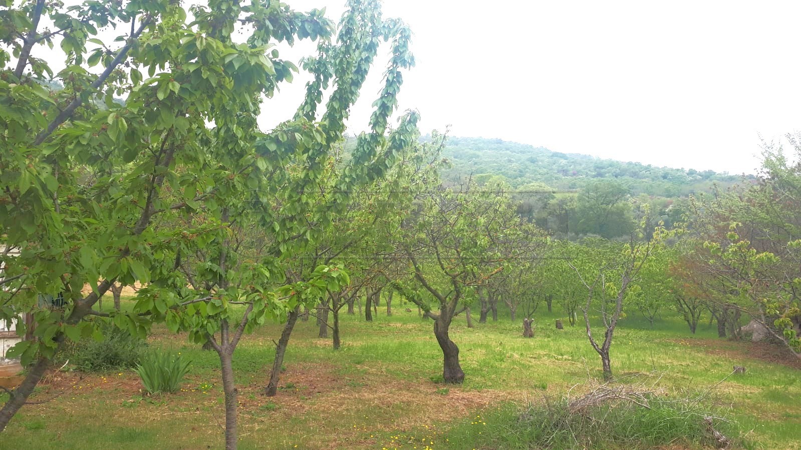 Immagine 18 di Terreno agricolo in vendita  a Castegnero