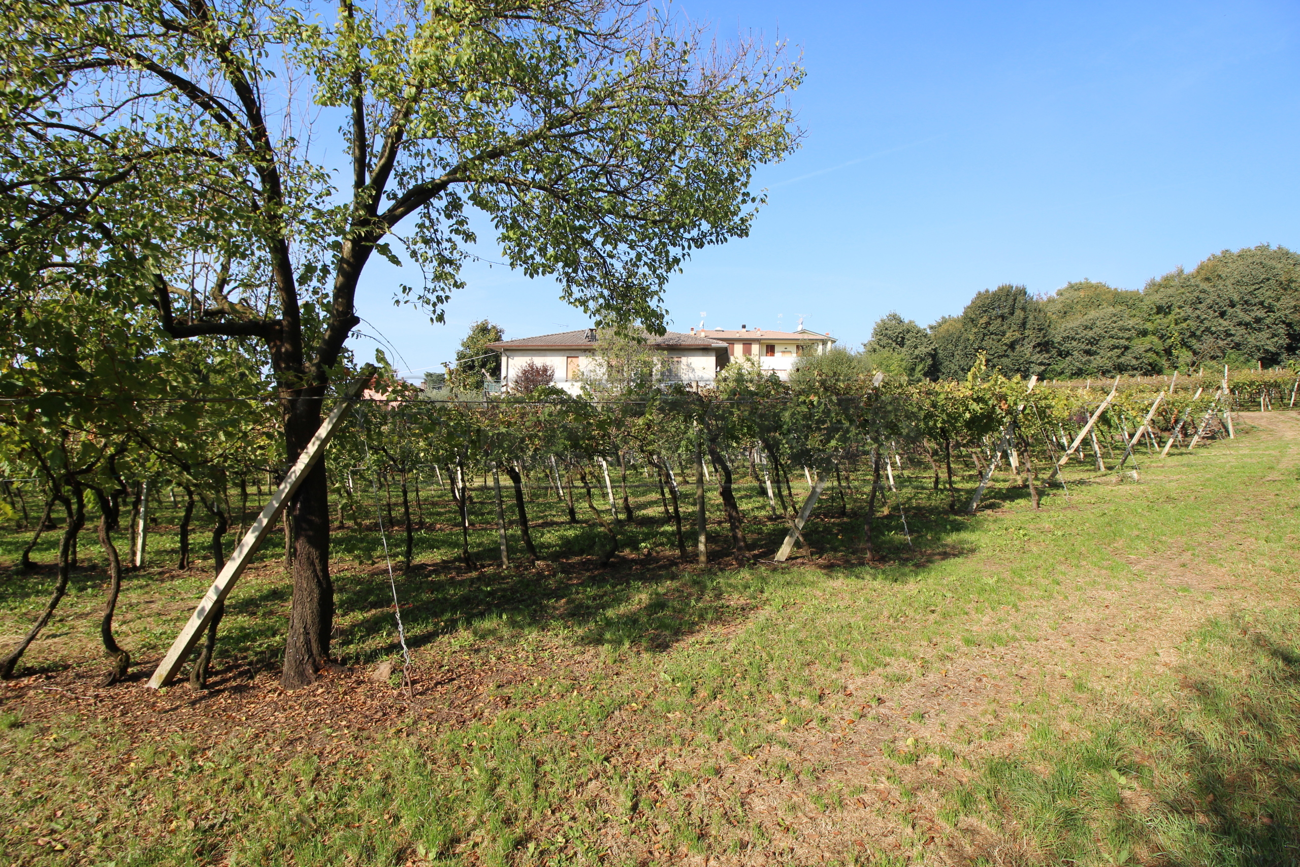 Immagine 6 di Terreno edificabile in vendita  in Via Calderina 8 a Gambellara
