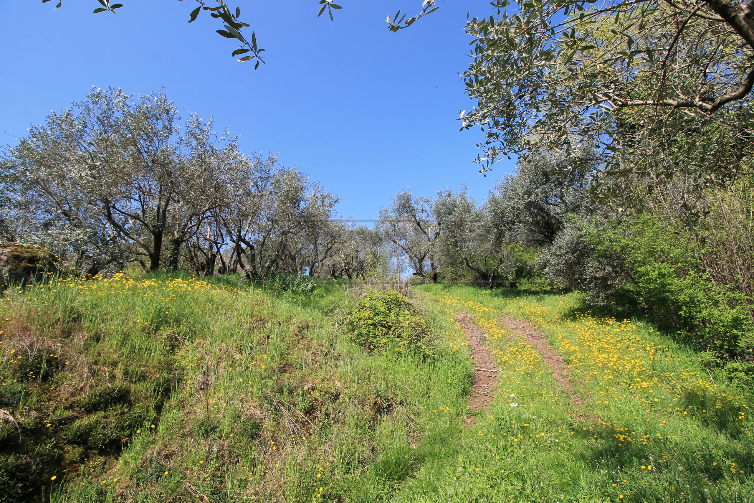 Immagine 13 di Rustico / casale in vendita  in Via San Nicolò 7 a Montorso Vicentino