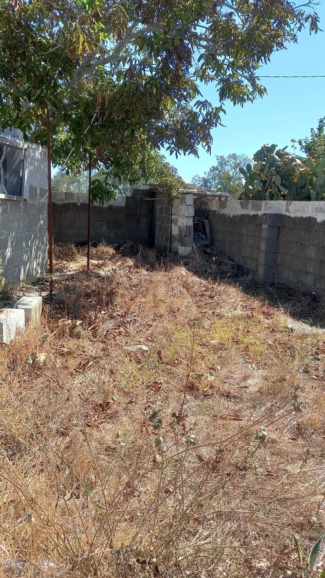 Immagine 5 di Terreno agricolo in vendita  a Maglie