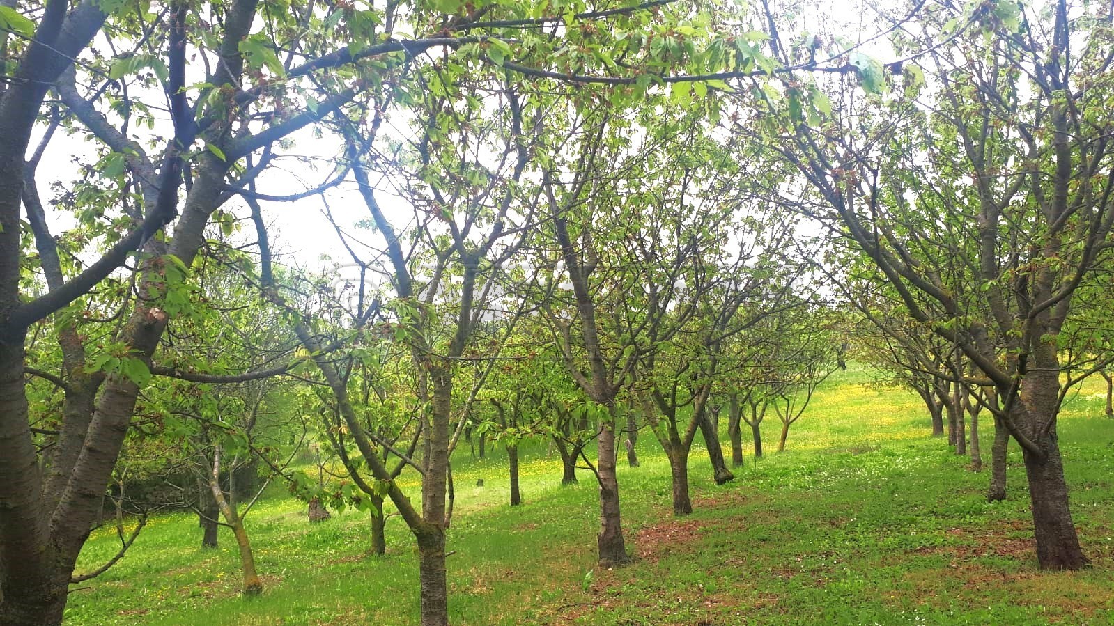 Immagine 6 di Terreno agricolo in vendita  a Castegnero