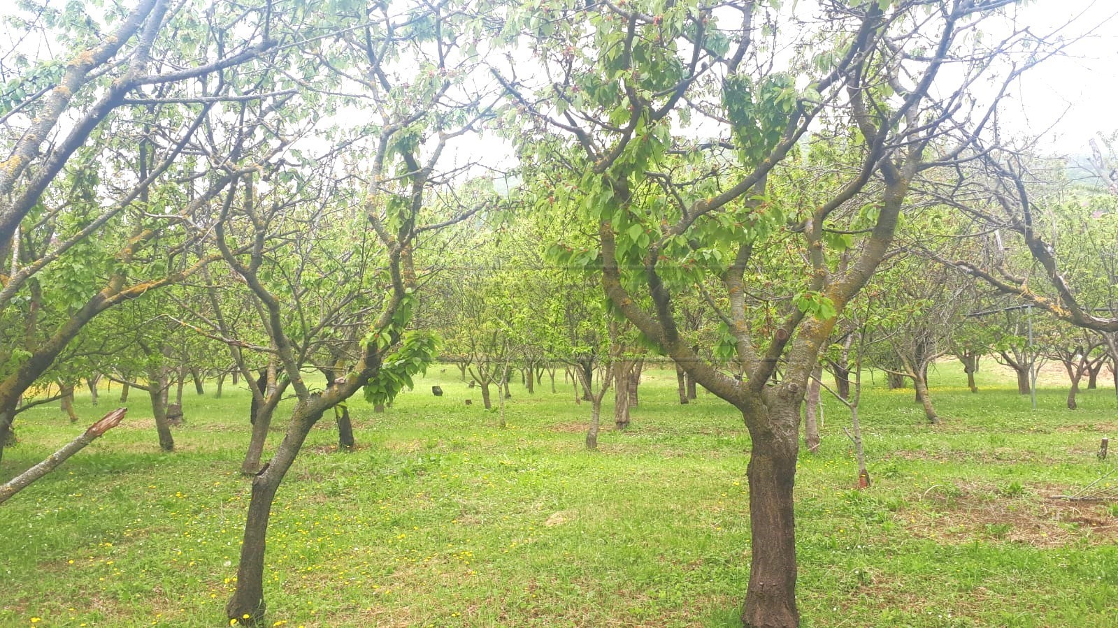 Immagine 17 di Terreno agricolo in vendita  a Castegnero