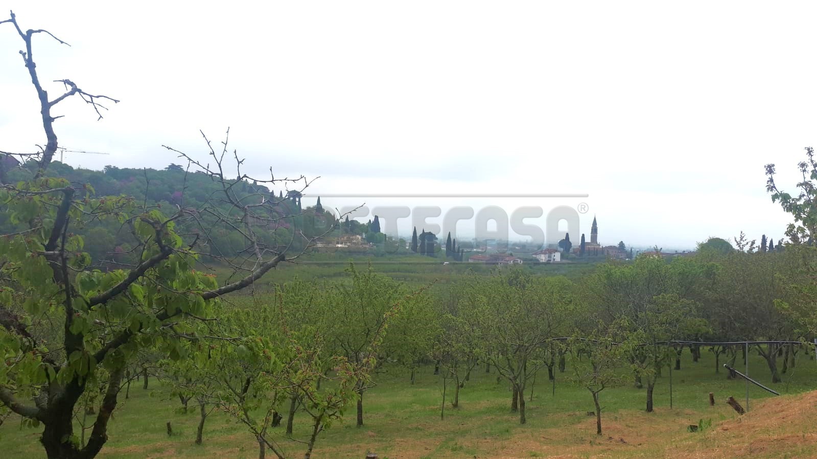 Immagine 13 di Terreno agricolo in vendita  a Castegnero