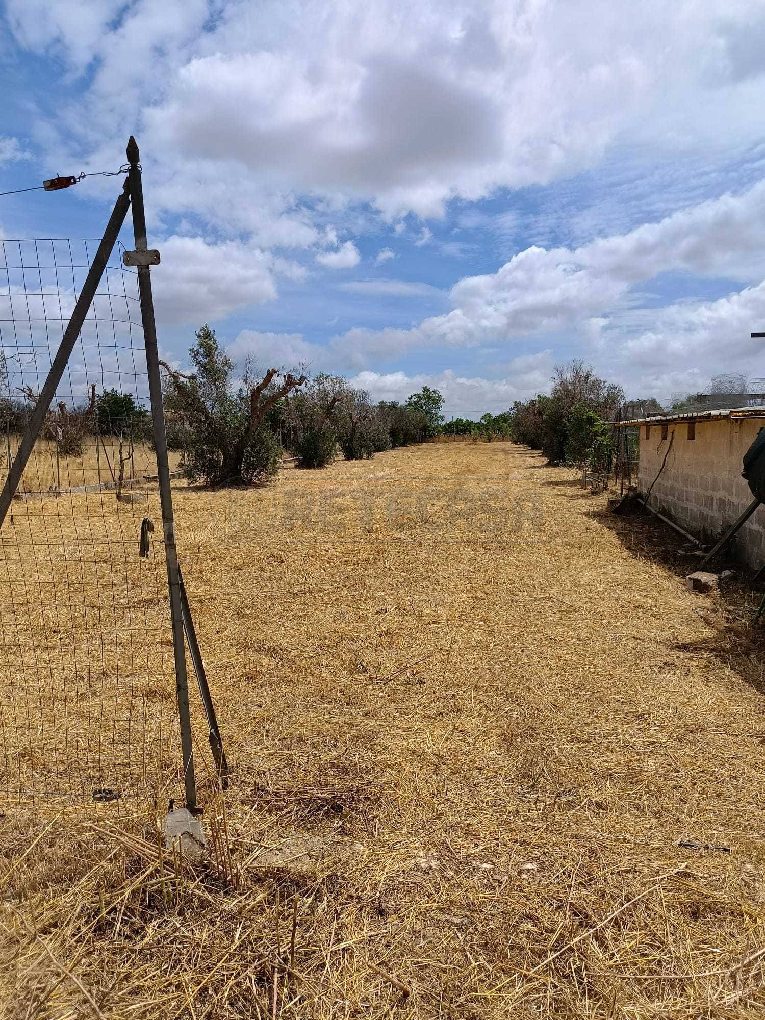 Immagine 8 di Terreno agricolo in vendita  a Corigliano D'otranto
