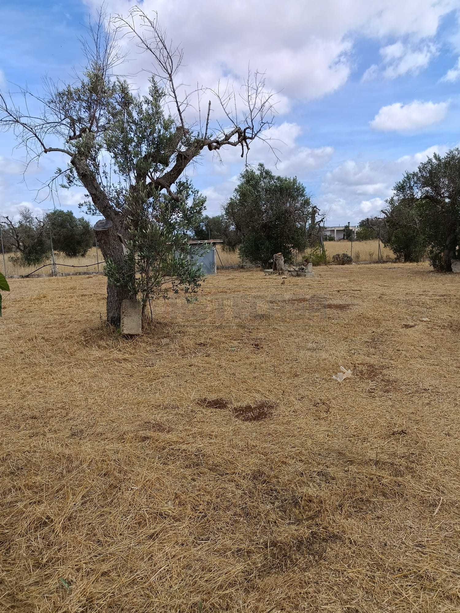 Immagine 12 di Terreno agricolo in vendita  a Corigliano D'otranto