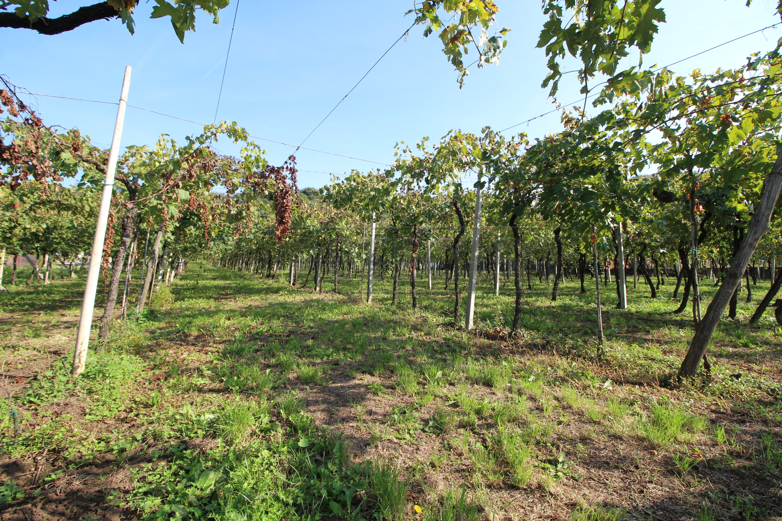 Immagine 7 di Terreno edificabile in vendita  in Via Calderina 8 a Gambellara